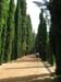 cypress walk