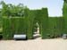 garden hedge